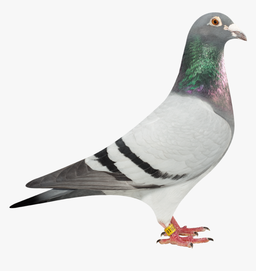 Detail Pigeon Transparent Nomer 4