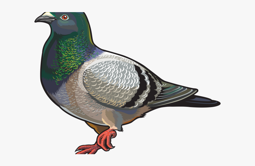 Detail Pigeon Transparent Nomer 8