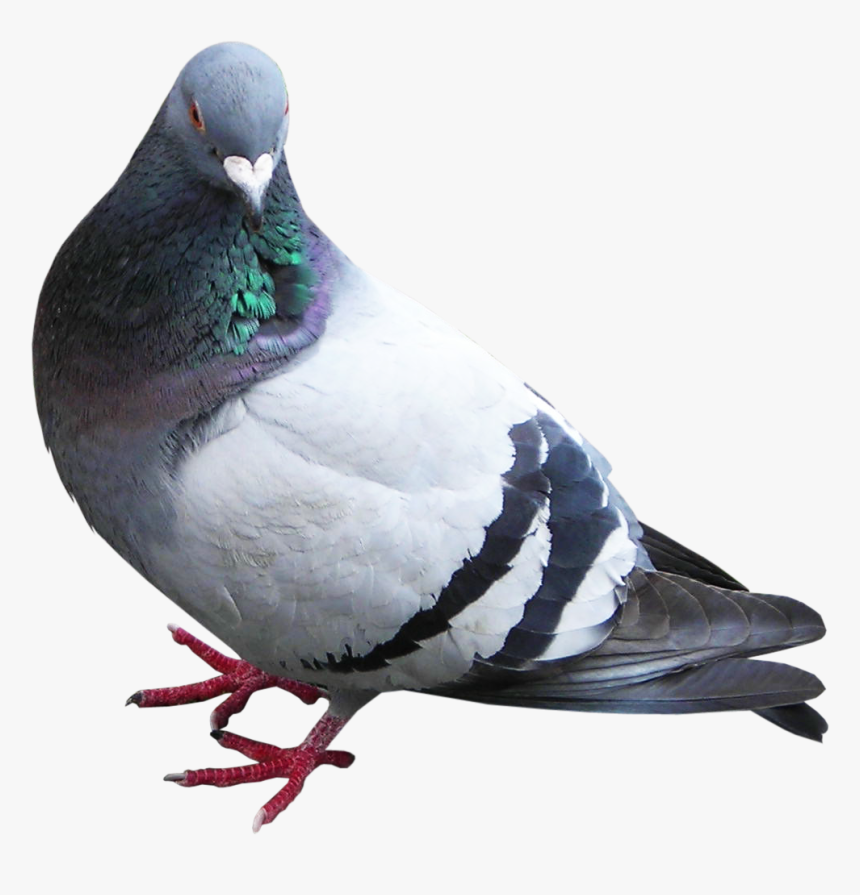 Pigeon Transparent Background - KibrisPDR