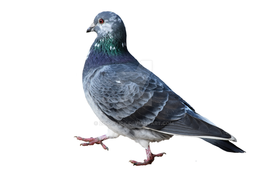 Detail Pigeon Transparent Background Nomer 9