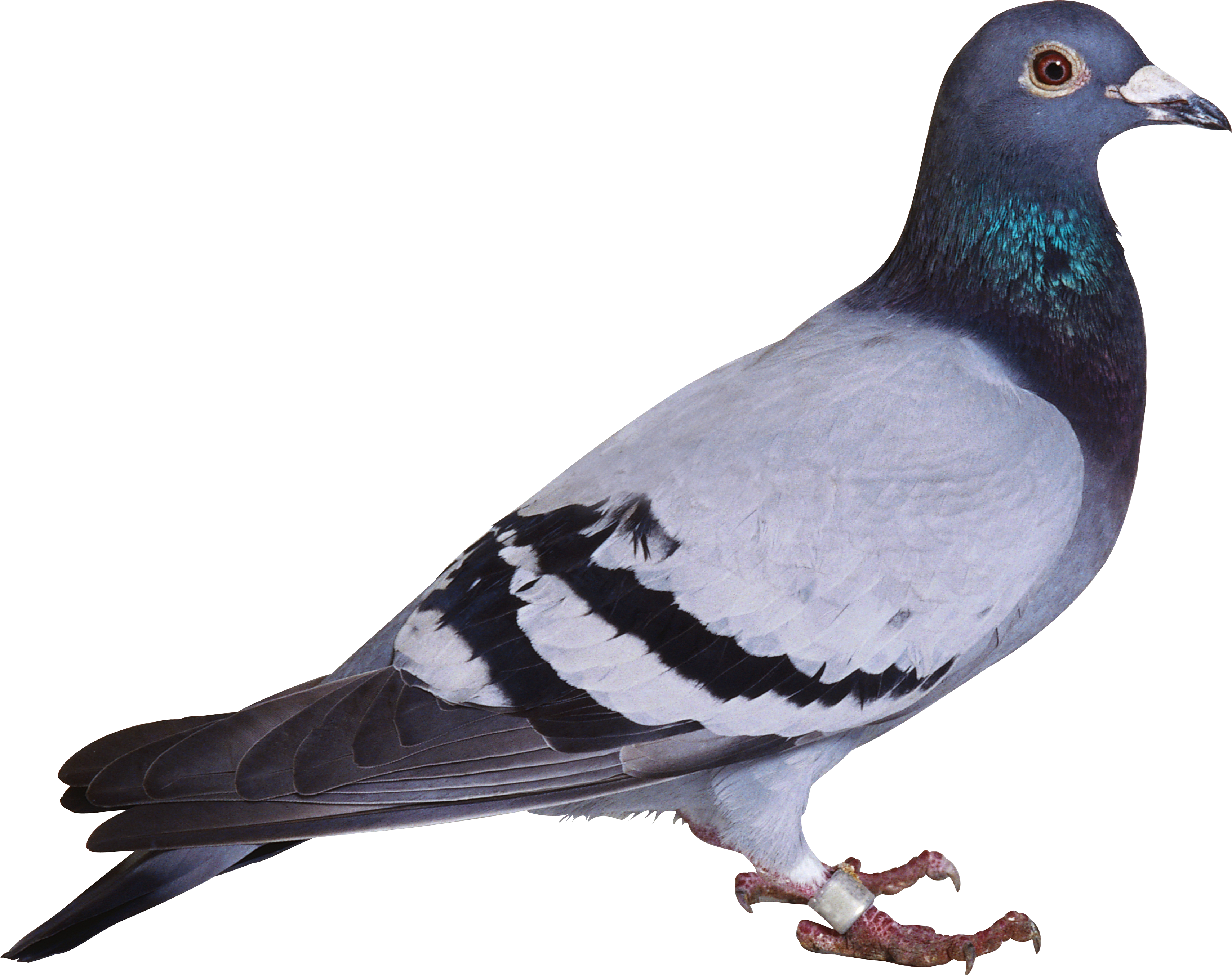 Detail Pigeon Transparent Background Nomer 10