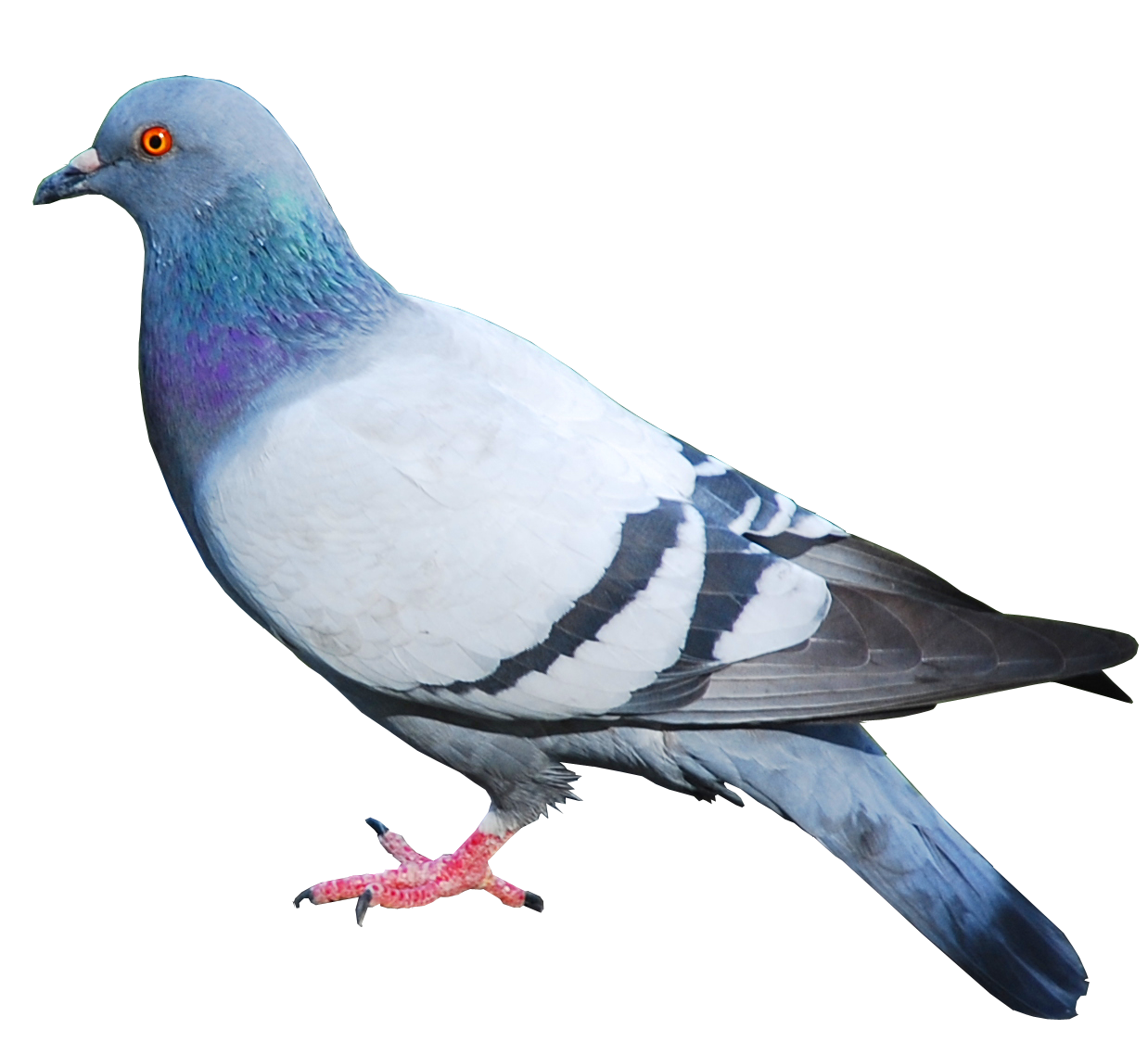 Detail Pigeon Transparent Background Nomer 11