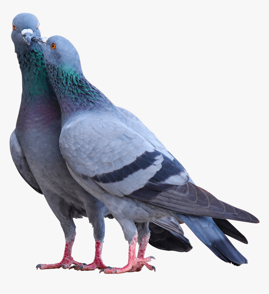 Detail Pigeon Transparent Background Nomer 12