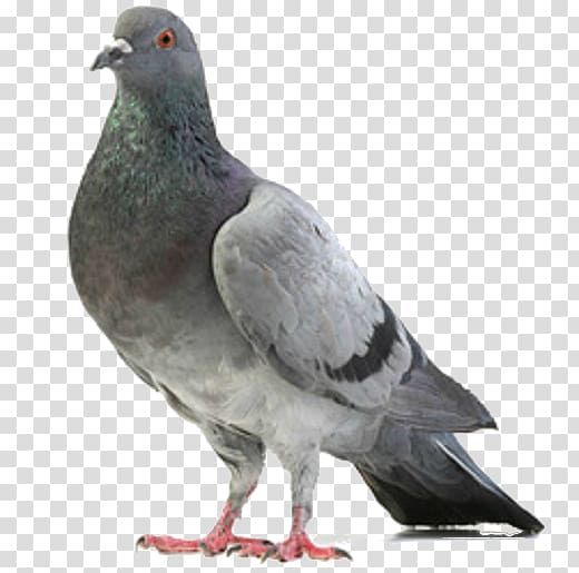 Detail Pigeon Transparent Background Nomer 13