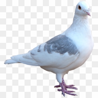 Detail Pigeon Transparent Background Nomer 14