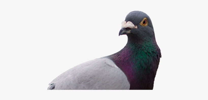 Detail Pigeon Transparent Background Nomer 15