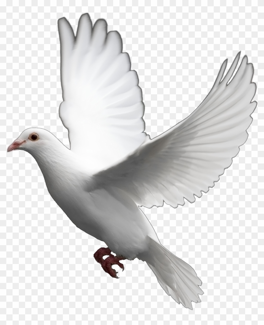 Detail Pigeon Transparent Background Nomer 16