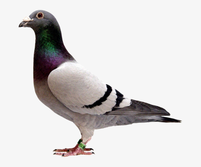 Detail Pigeon Transparent Background Nomer 2