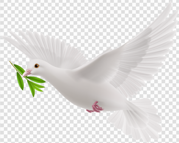 Detail Pigeon Transparent Background Nomer 17