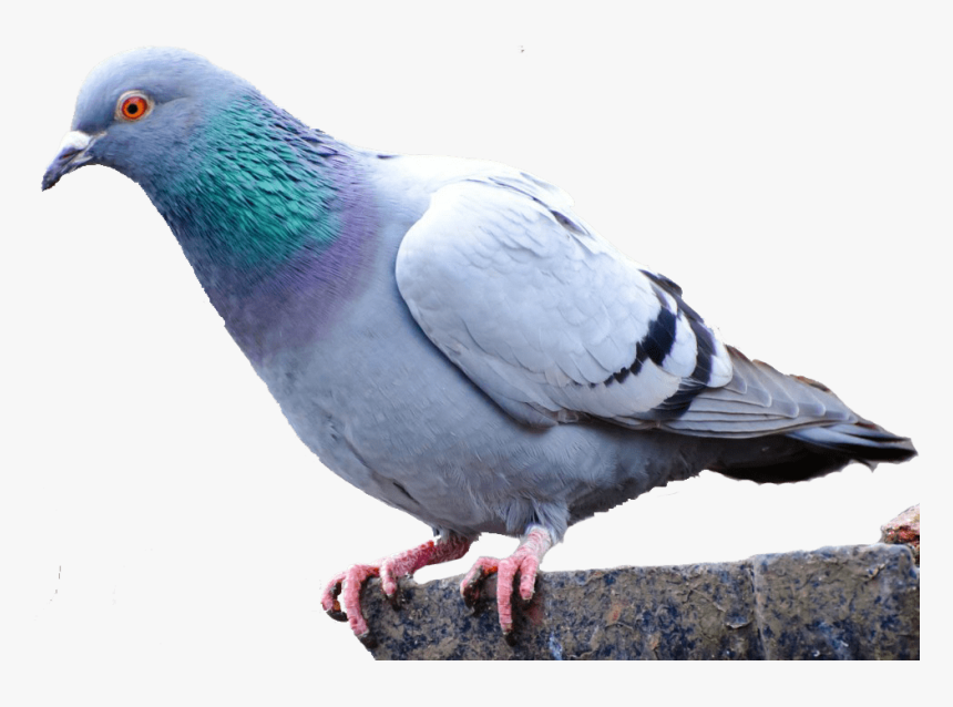 Detail Pigeon Transparent Background Nomer 18