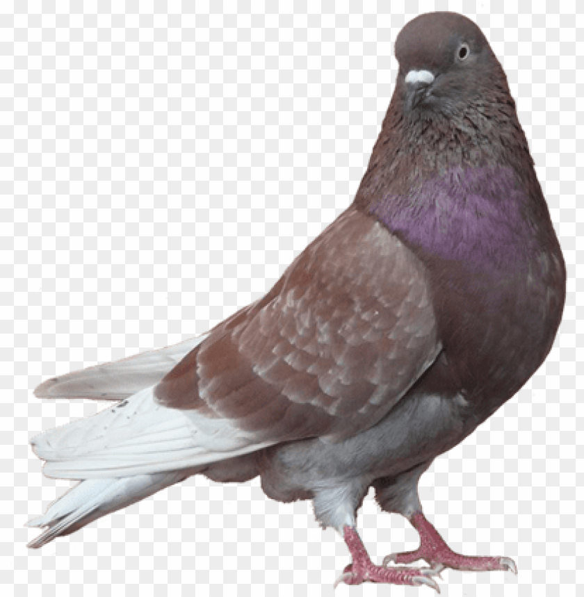 Detail Pigeon Transparent Background Nomer 19