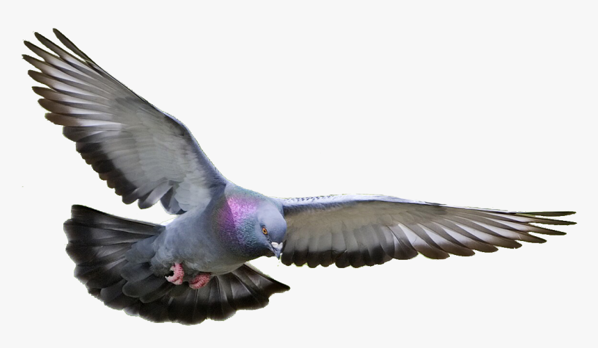 Detail Pigeon Transparent Background Nomer 20