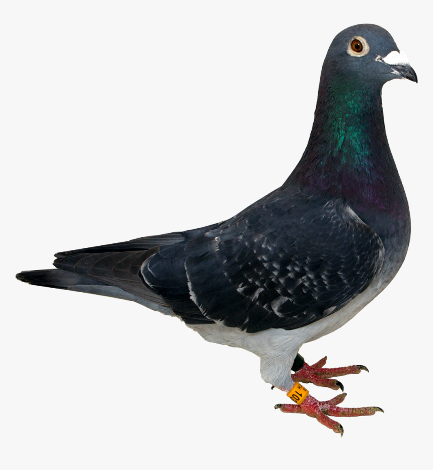 Detail Pigeon Transparent Background Nomer 21