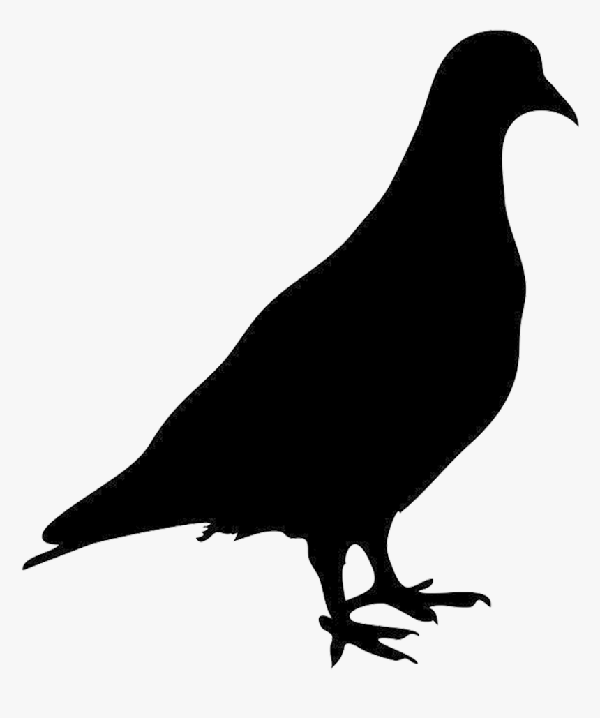 Detail Pigeon Transparent Background Nomer 22