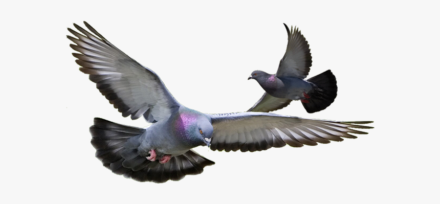 Detail Pigeon Transparent Background Nomer 23