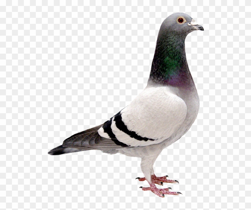Detail Pigeon Transparent Background Nomer 3