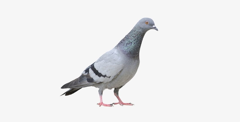 Detail Pigeon Transparent Background Nomer 24