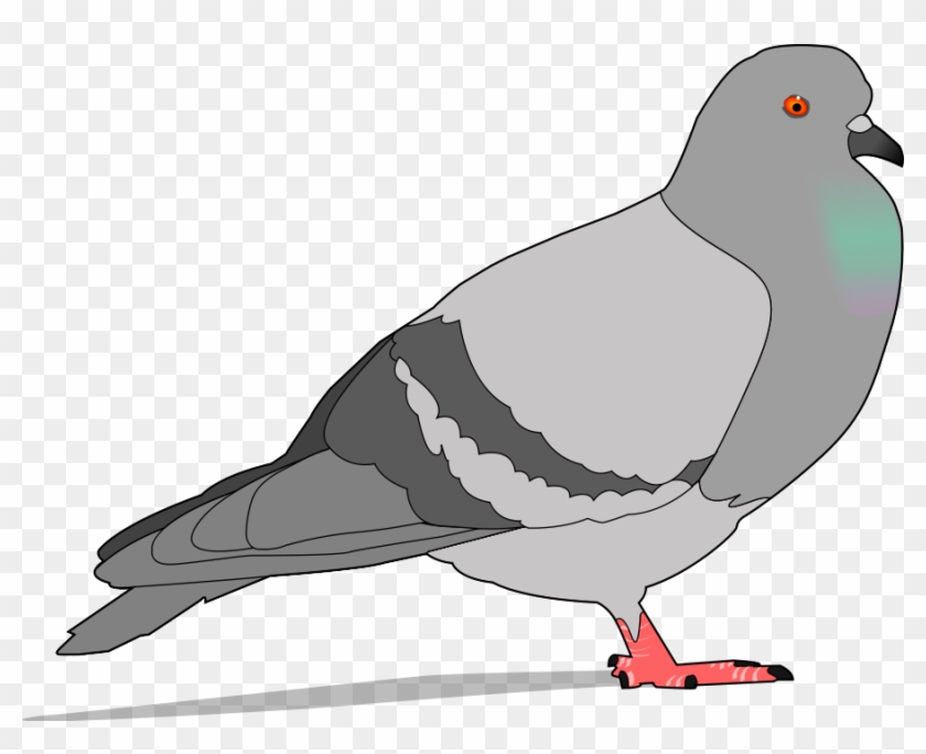 Detail Pigeon Transparent Background Nomer 26