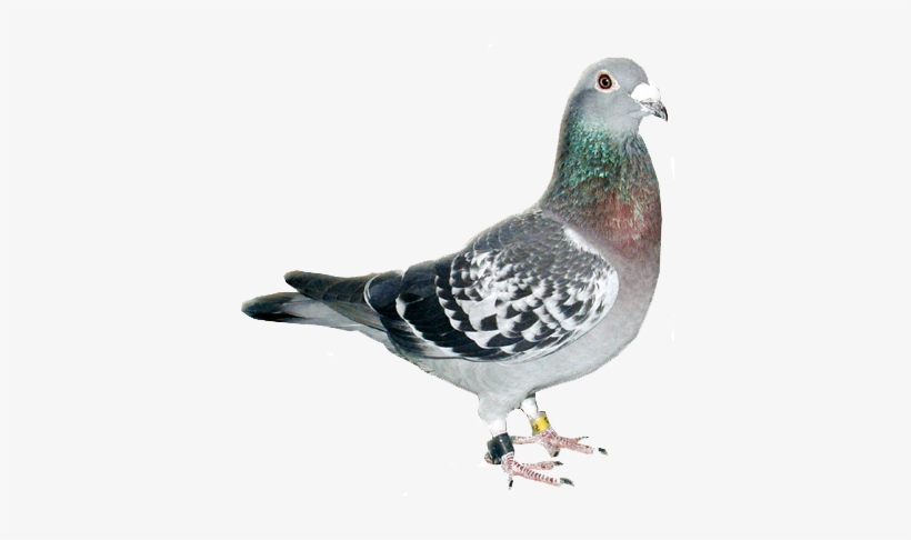 Detail Pigeon Transparent Background Nomer 27