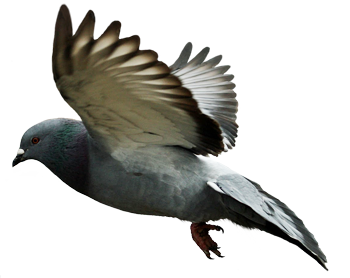 Detail Pigeon Transparent Background Nomer 28