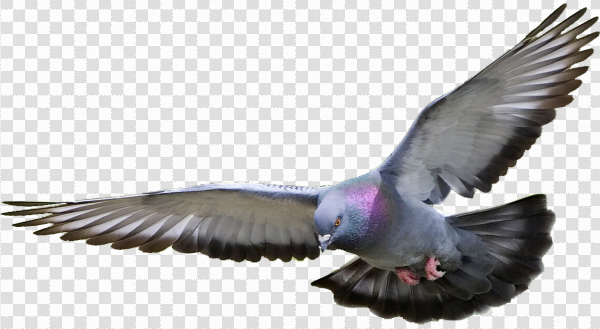 Detail Pigeon Transparent Background Nomer 29