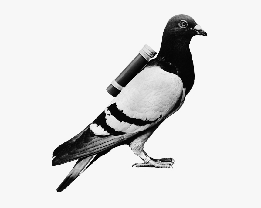 Detail Pigeon Transparent Background Nomer 30