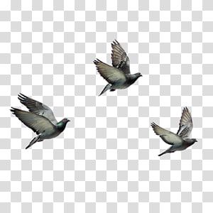 Detail Pigeon Transparent Background Nomer 31