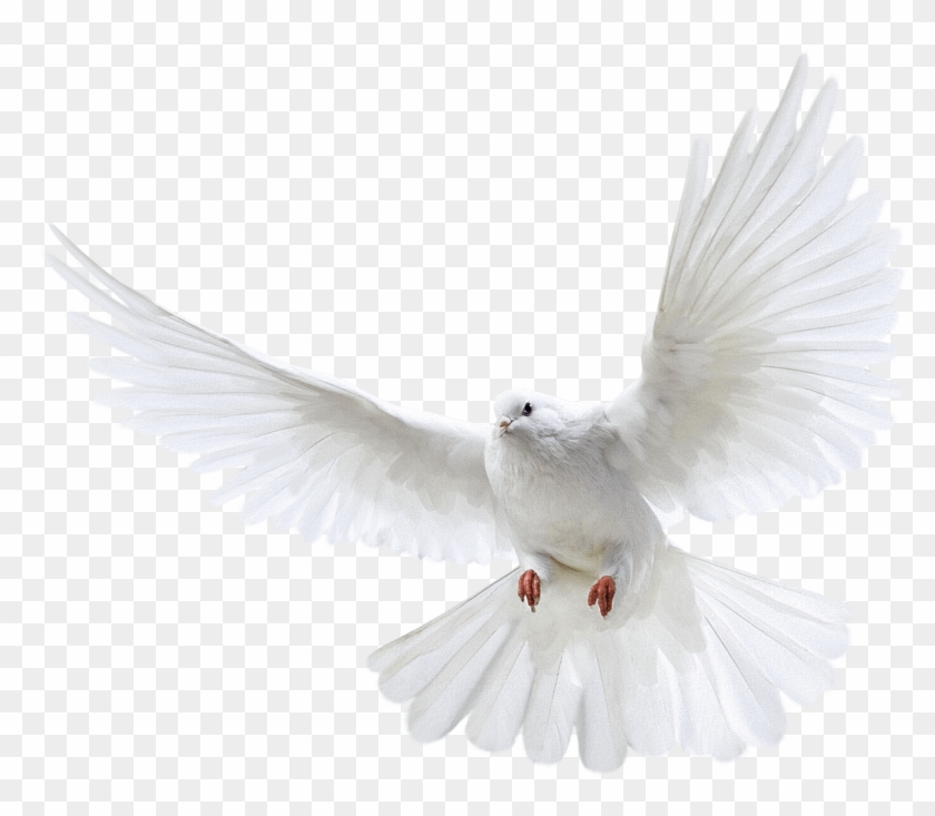 Detail Pigeon Transparent Background Nomer 32