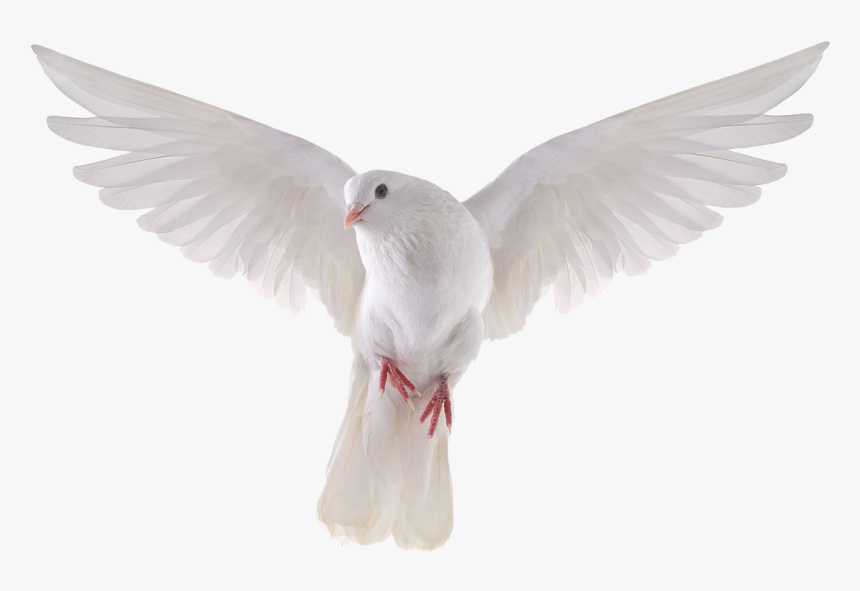 Detail Pigeon Transparent Background Nomer 34