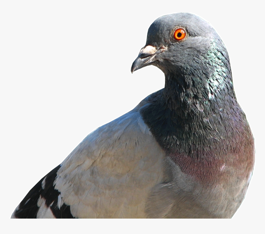 Detail Pigeon Transparent Background Nomer 35