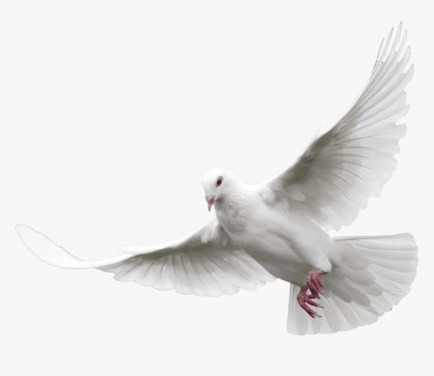 Detail Pigeon Transparent Background Nomer 37