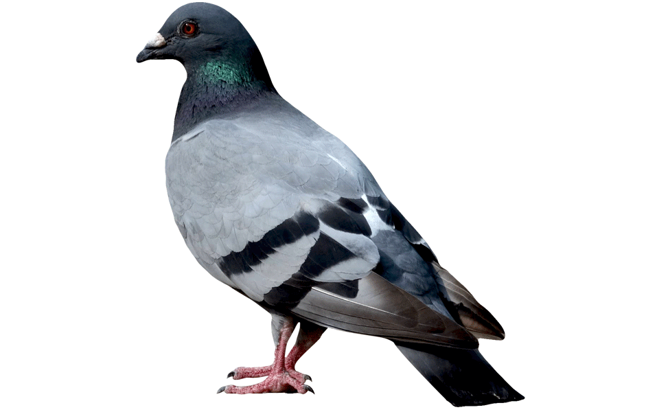 Detail Pigeon Transparent Background Nomer 39