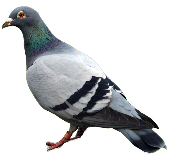 Detail Pigeon Transparent Background Nomer 4