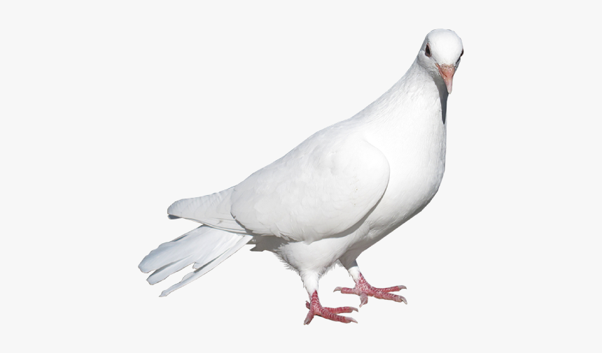Detail Pigeon Transparent Background Nomer 40