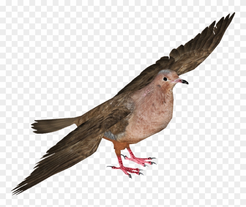 Detail Pigeon Transparent Background Nomer 41