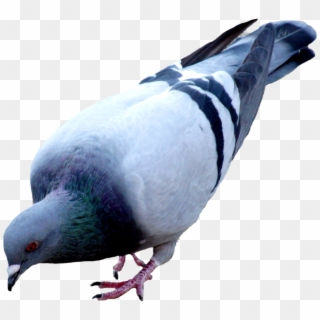 Detail Pigeon Transparent Background Nomer 43