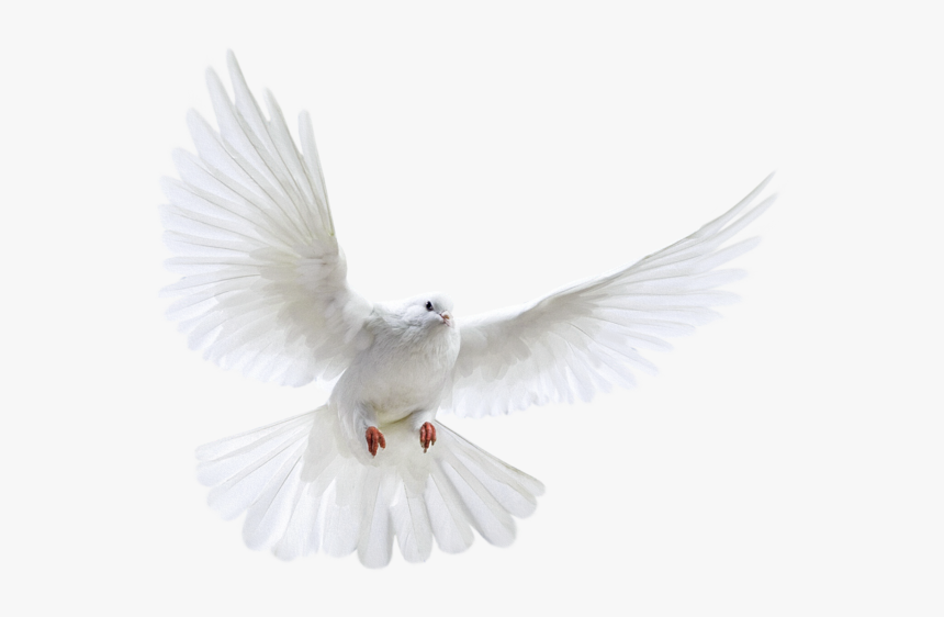 Detail Pigeon Transparent Background Nomer 44