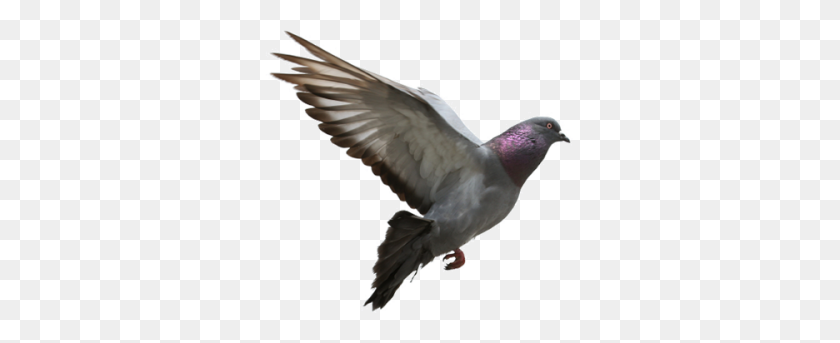Detail Pigeon Transparent Background Nomer 45