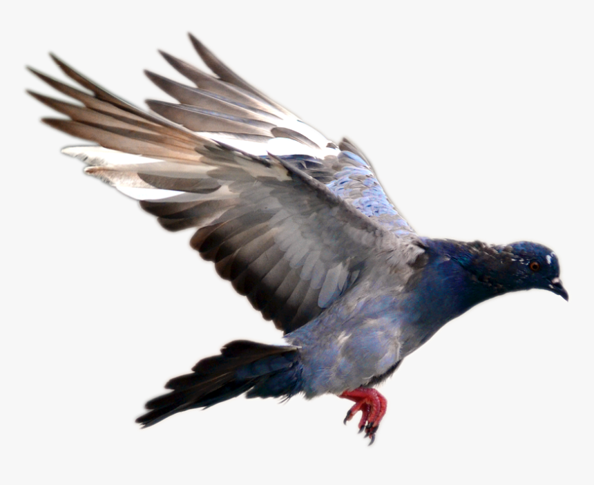 Detail Pigeon Transparent Background Nomer 46