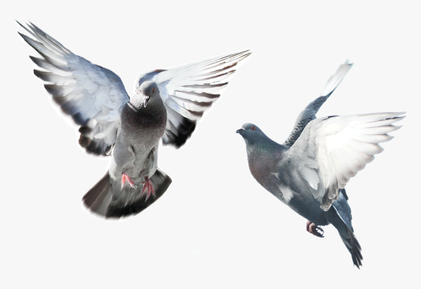 Detail Pigeon Transparent Background Nomer 47