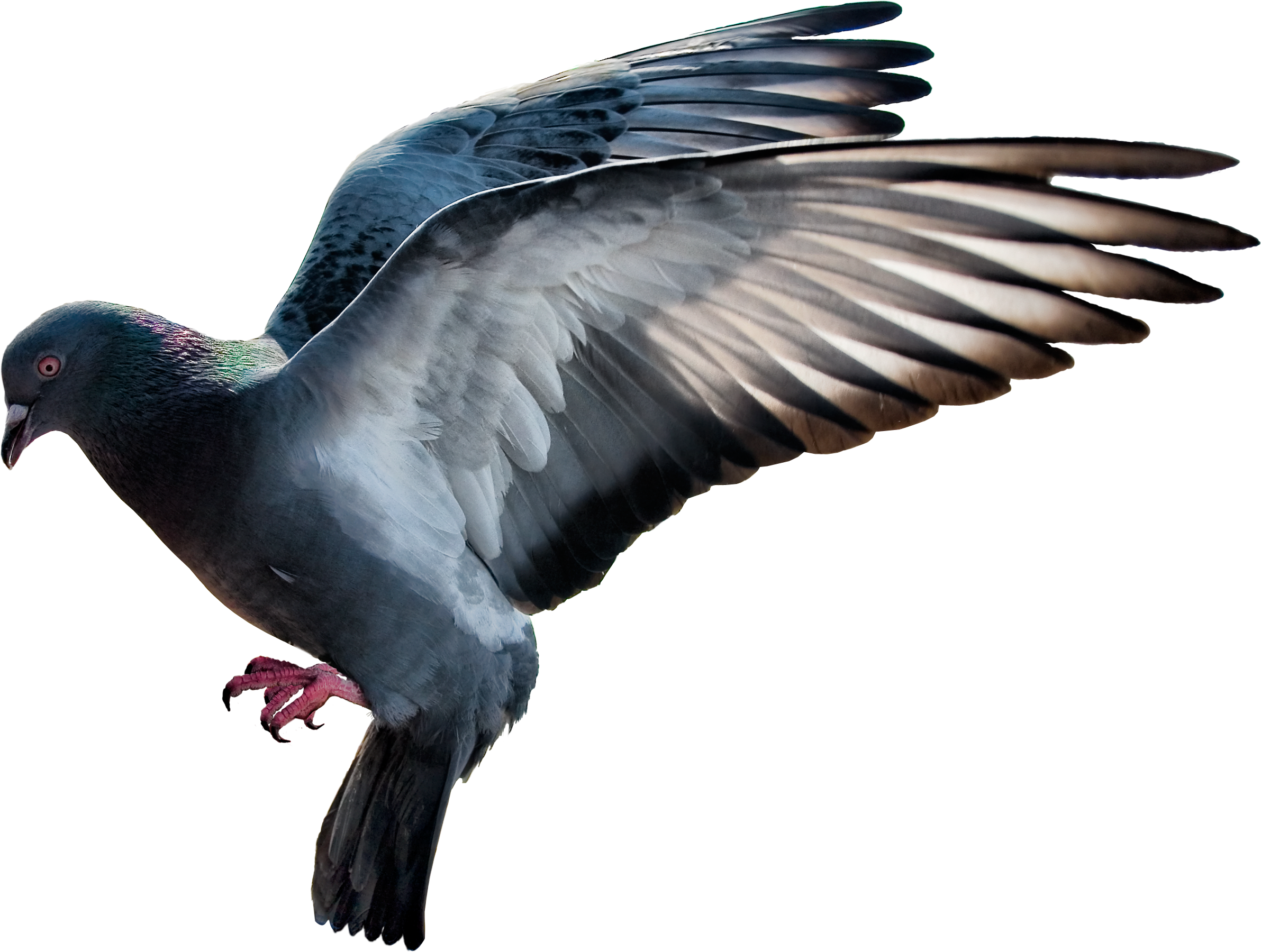Detail Pigeon Transparent Background Nomer 48