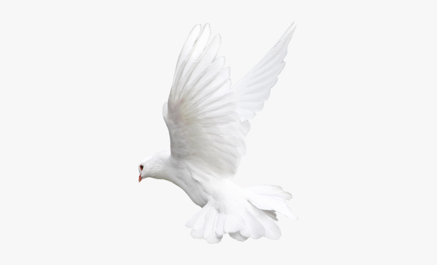Detail Pigeon Transparent Background Nomer 49