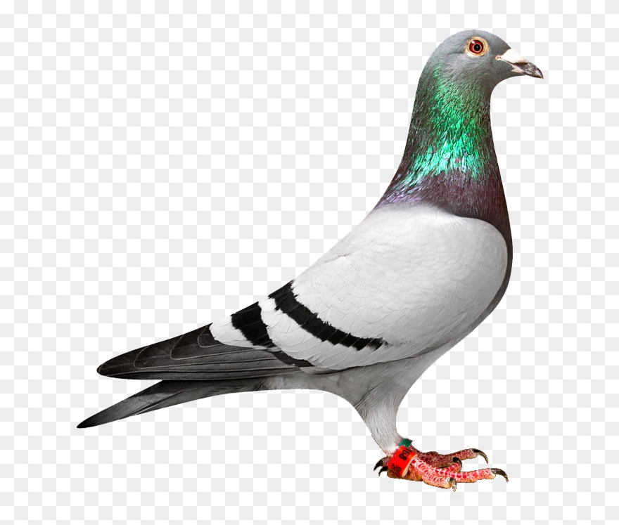 Detail Pigeon Transparent Background Nomer 5