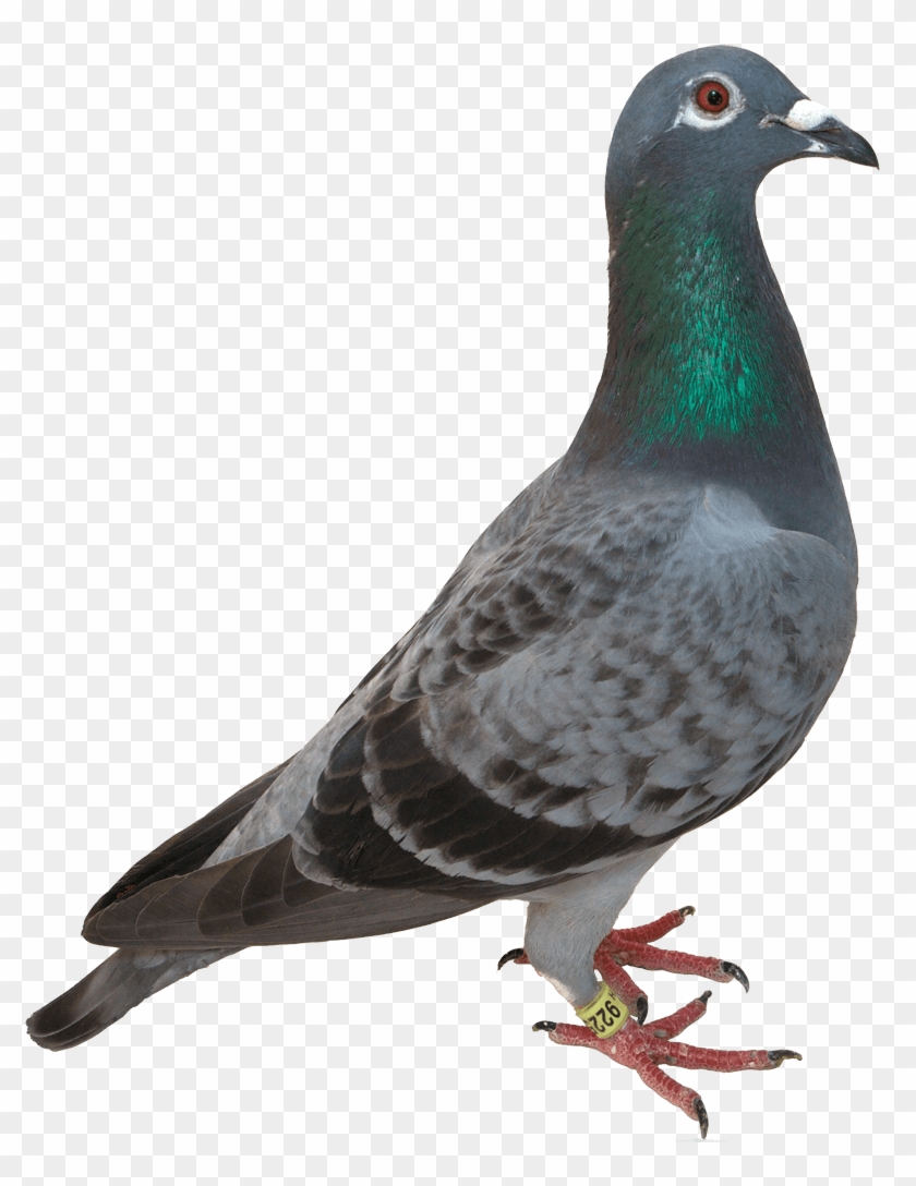 Detail Pigeon Transparent Background Nomer 6