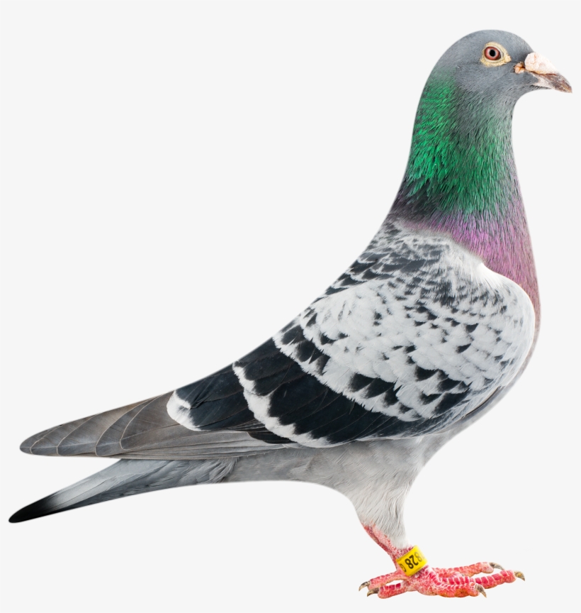 Detail Pigeon Transparent Background Nomer 8