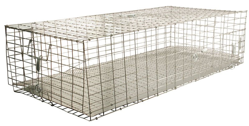 Detail Pigeon Transport Cage Nomer 53