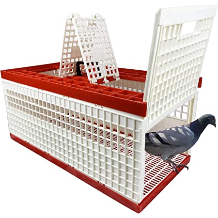 Detail Pigeon Transport Cage Nomer 7