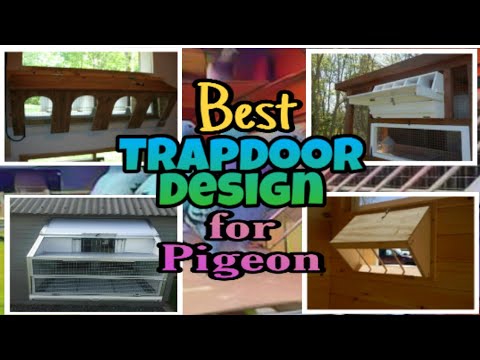 Detail Pigeon Trap Door Designs Nomer 8