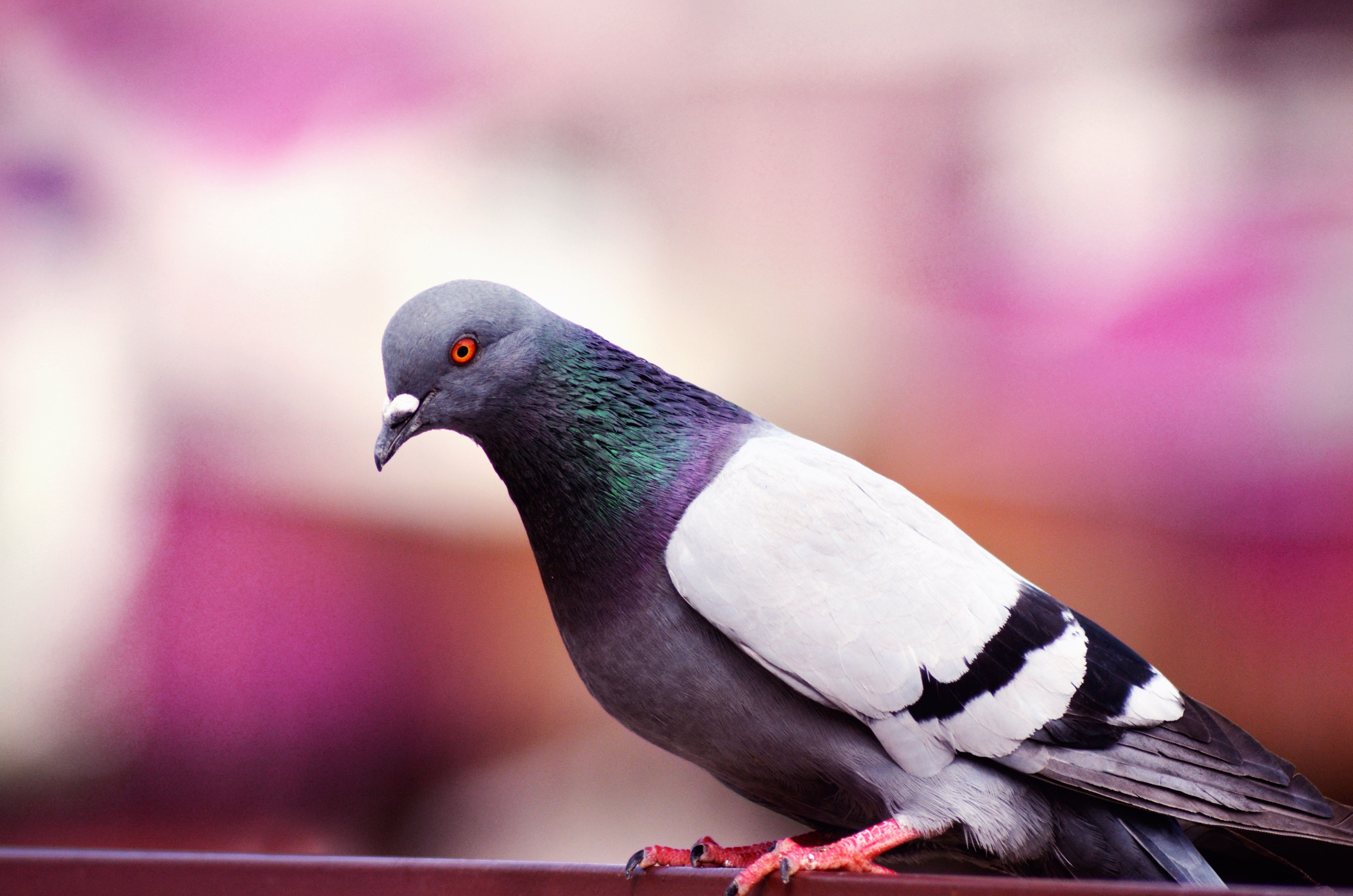 Detail Pigeon Wallpaper Nomer 4