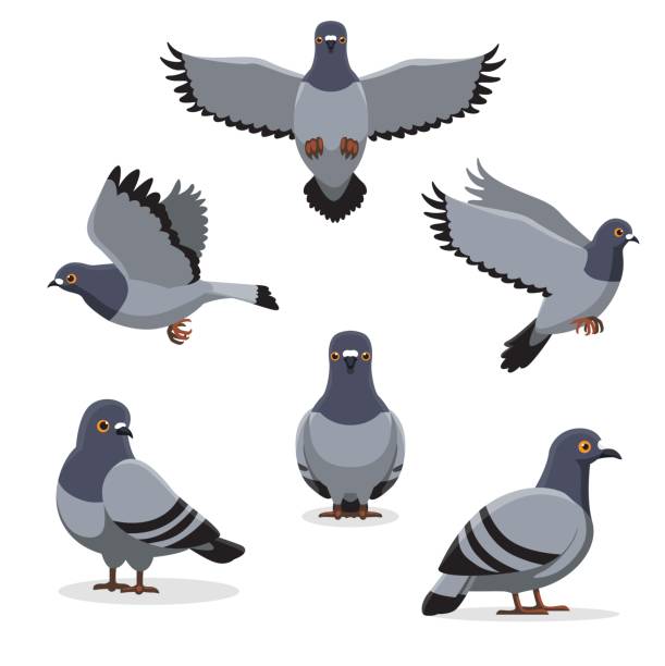 Detail Pigeons Clipart Nomer 3